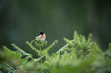 Bir erkek taştan kuş eğrelti otuna oturdu.