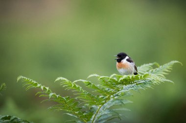 Bir erkek taştan kuş eğreltiotunun üzerinde oturdu.