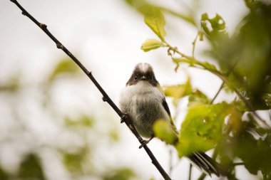 A juvenile long tailed tit perched on a branch