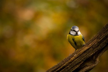 A blue tit bird perched on a branch