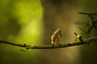Dişi bir kızıl, bir dala tünemiş.