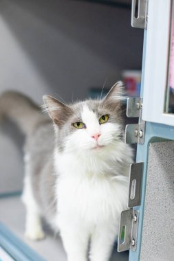 Grass Valley, Kaliforniya 'daki hayvanlara yardım etmek için evlat edinin, bağış yapın ve / veya bağışlayın.