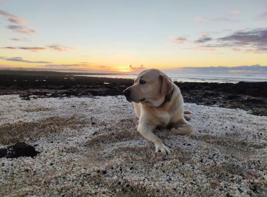 Labrador av köpeği kayalık bir sahilde