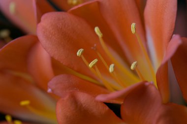 Turuncu çiçeğin makro ayrıntıları.
