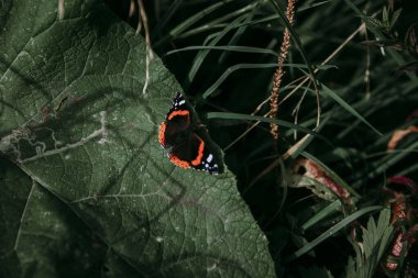 Havadaki yaz çemberinde çikolata kelebekleri