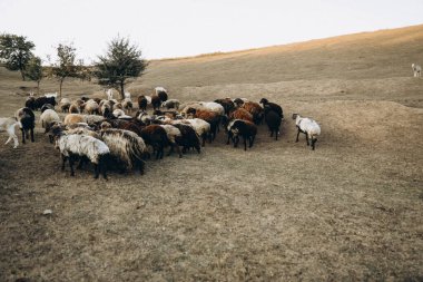 Koyun sürüsü vadide otluyor.