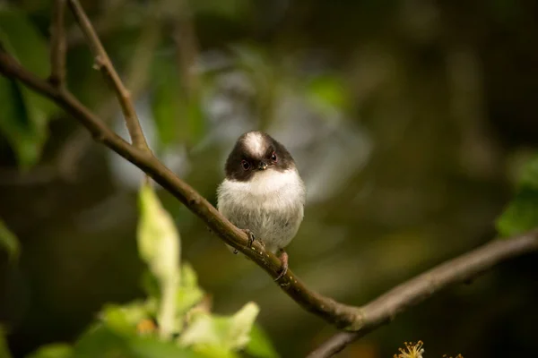 Long Tailed Tit Fledgling Perched Branch — Stok fotoğraf