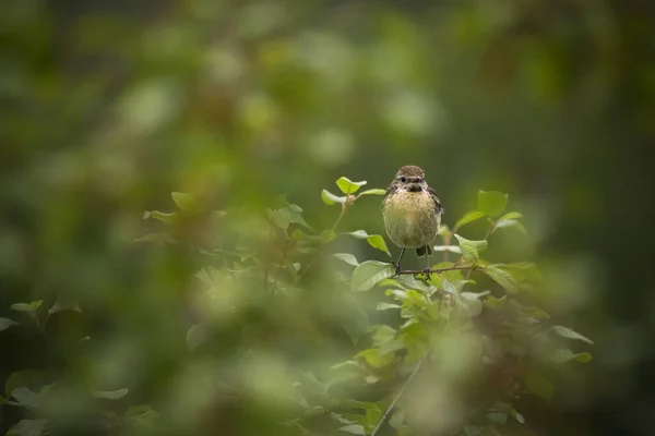 A female stonechat bird sat on top of a bush