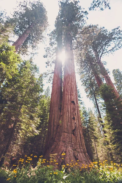 Sol Brillando Través Árbol Gigante Sequoia — Foto de Stock