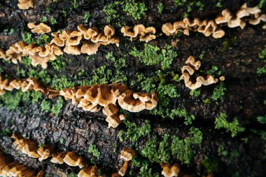 Kışın ıslak yosunlu ağaçta büyüyen mantar.