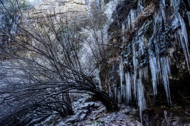 Ormanda buzla kaplı çalılar ve sarkıtlar.