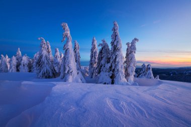 Mala Fatra dağ sırası, Slovakya 'da kış ormanı.