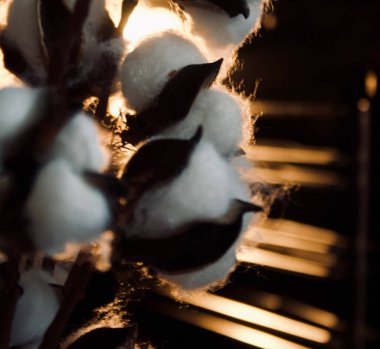 a closeup shot of a cat in a cage