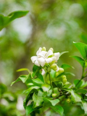 Yeşil yapraklı ağaçta Orang Jessamine ya da portakallı yasemin çiçekleri. Yeşil yapraklı küçük beyaz çiçekler. Doğanın güzelliği. Bitki ve çiçek.
