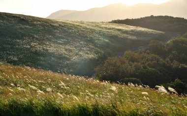 Gün batımında gümüş çimen ve dağların arasından geçen bir yol.