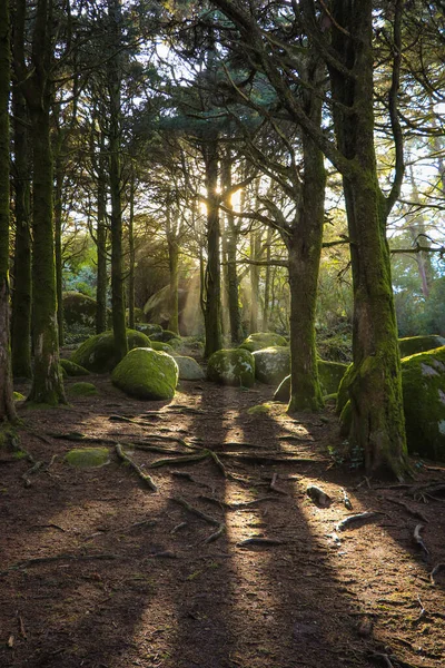 Sentier Dans Forêt — Photo