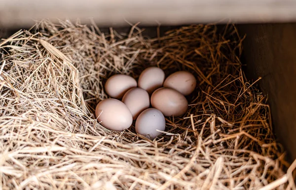 chicken eggs in their nest box with straw