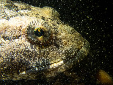 Sculpin Balığının Gözü Portresi Güneydoğu Alaska, ABD