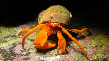 Orange Hermit Yengeci, Güneydoğu Alaska, ABD 'de Sualtı Kamerası' nda.