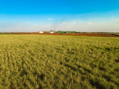 Brezilya 'da biyoyakıt üretiminin önündeki şeker kamışı tarlaları