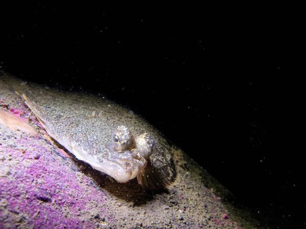 Flatfish Sole Hugs Rock Underwater South Alaska Usa — стоковое фото