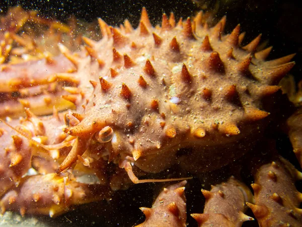 Primo Piano Del Granchio Reale Giovanile Sott Acqua Nel Sud — Foto Stock