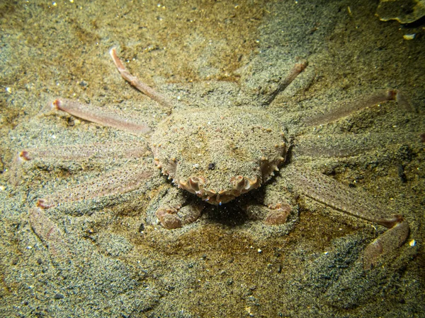 Crabe Tanneur Creusé Dans Sable Camouflé Sous Eau Sud Est — Photo