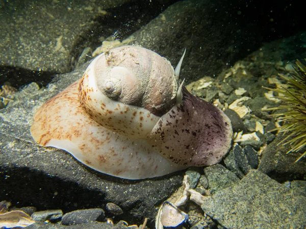 Moon Snail Glides Rocks Subaquático Sudeste Alasca Eua — Fotografia de Stock