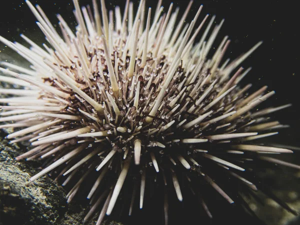 Purple Sea Urchin Close Up Underwater Southeast Alaska, USA