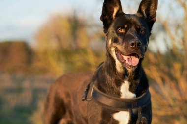 Yeşil tarlada beyaz ve kahverengi benekli siyah köpek