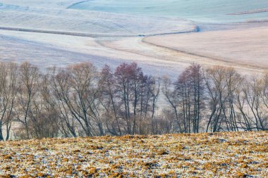 Slovakya 'nın Turiec bölgesindeki ağaçlar.