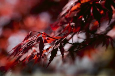 Baharda kırmızı akçaağaç dallarını ve yapraklarını kapatın.