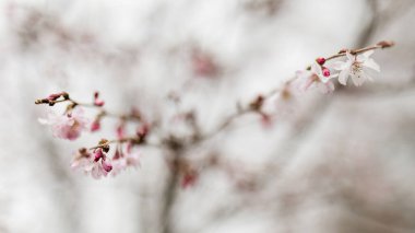 Açık pembe kiraz çiçeği ilkbaharın ilk işaretinde açar.