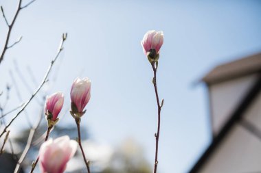 Manolya tomurcukları bir ağaçta çiçek açar ilkbaharda bir evle 