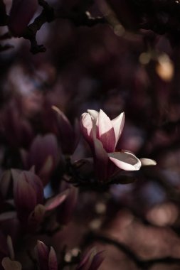 Pembe ve beyaz çay tabağı Magnolia baharda ağaçta çiçek açar..
