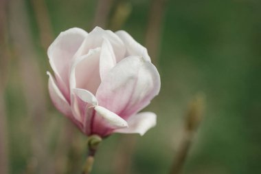 Pembe ve beyaz çay tabağı Magnolia baharda ağaçta çiçek açar..