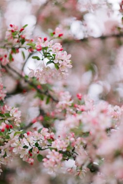 Açık pembe yaban elması baharda çiçek açar.