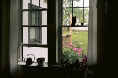 Haziran 'da bahçede çiçek açan Çin şakayıkları.