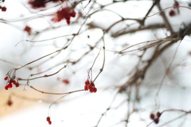 Ormanda karla kaplı dallara yakın çekim