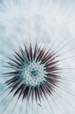 Bahar mevsiminde güzel karahindiba tohumu