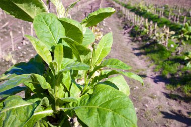 Tütün bitkileri verimli Jaraiz de la Vera tarlalarında, Caceres, Extremadura, İspanya
