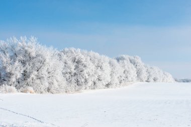 Güzel bir kış manzarası, bir tarla boyunca karla kaplı ağaçlar..