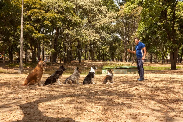 Pelatih Anjing Dengan Collie Perbatasan Gembala Padang Rumput Dan Anjing — Stok Foto