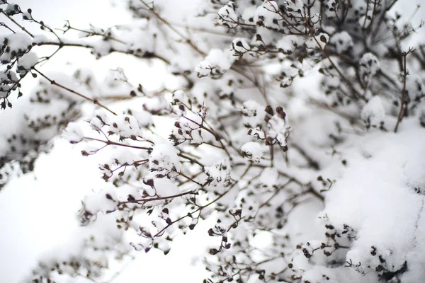 Primer Plano Las Ramas Cubiertas Nieve Bosque — Foto de Stock