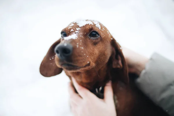 Woman Playing Her Dog Snow Winter Time — Stock Photo, Image