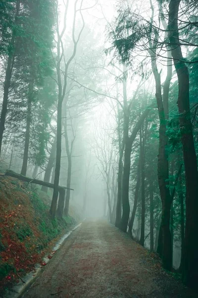 Δρόμος Στο Δάσος Ομιχλώδεις Ημέρες Στο Μπιλμπάο Ισπανία — Φωτογραφία Αρχείου
