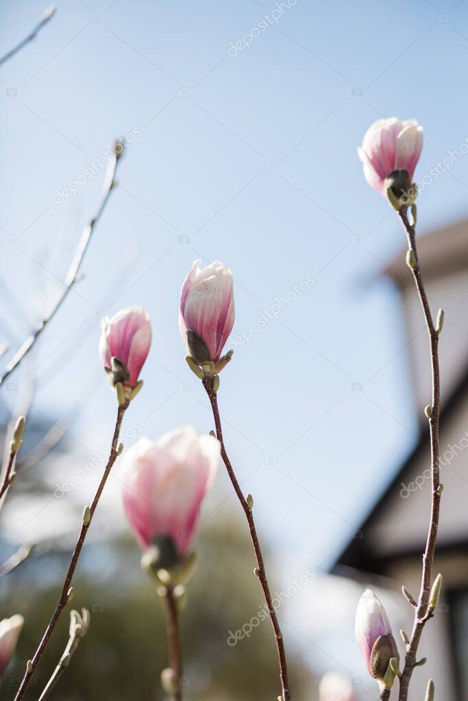 Magnolia buds on a tree blooming in springtime with a house 
