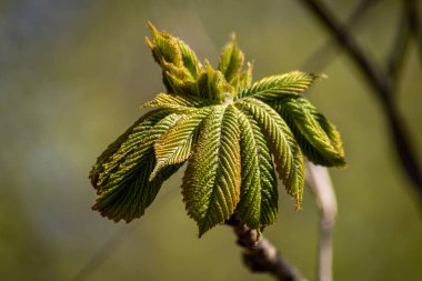 Açmak üzere olan bir tomurcukta at kestanesi çiçeği