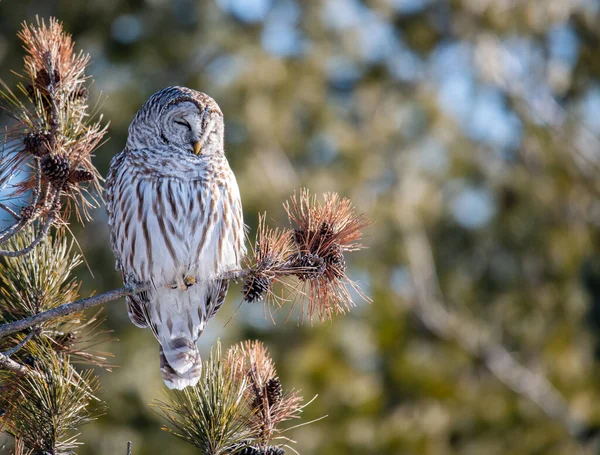 Barred Owl Sitting Evergreen Tree Branch Forest Area — Stock Photo, Image