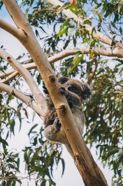 Ağaçtaki sevimli bir koalanın yakın plan fotoğrafı.